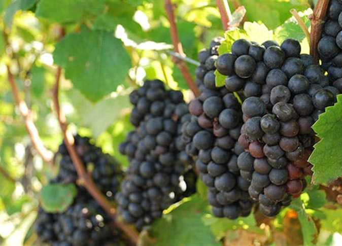 Table grapes